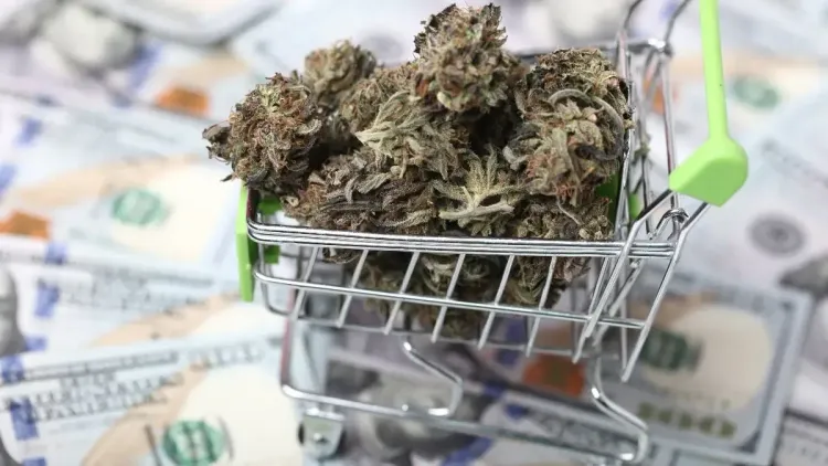 Legalização da cannabis pode render bilhões aos EUA