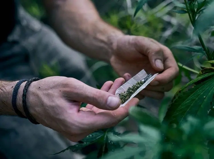 Maconha não é uma droga de entrada, diz estudo