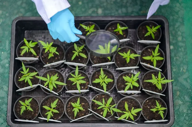 Fapeg lança edital para financiar projetos de pesquisa sobre cannabis medicinal