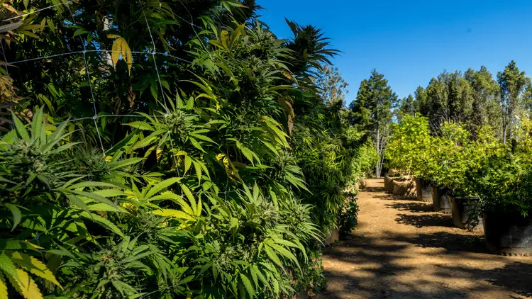 Oklahoma intensifica a repressão às plantações ilegais de cannabis