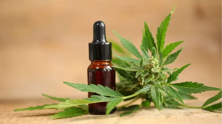 2026: El año de la consolidación de la cannabis medicinal en Brasil