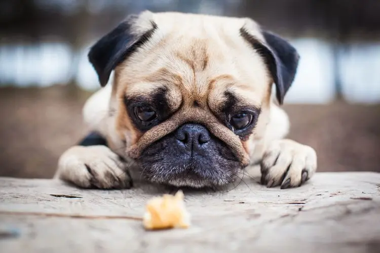 Is Your Pet Quieter and More Isolated? They Might Be in Pain and Cannabis Can Help Alleviate It