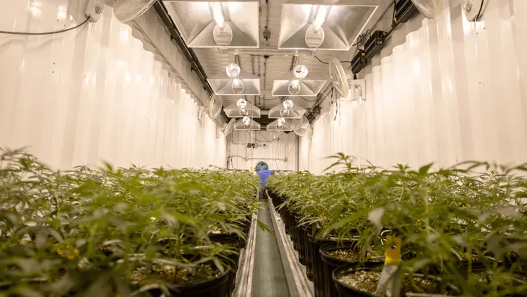 Evolução tecnológica, impulso no mercado de cannabis medicinal