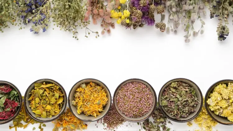 Plantas medicinais: qual a diferença para fitoterápicos?