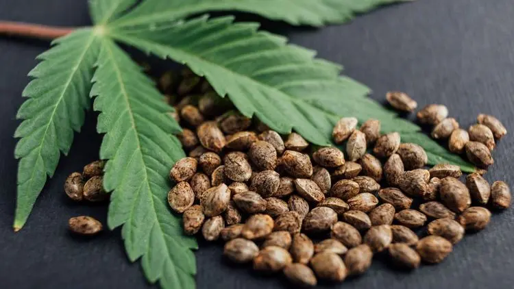 Cáñamo en la entresiembra: potencial de la planta como cultivo de cobertura