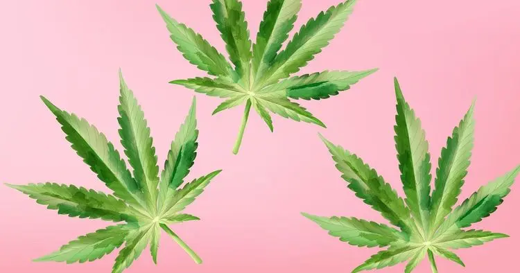 <strong>“Estabelecer diferenças entre o cânhamo e a cannabis é algo arbitrário”, diz Lorenzo Rolim</strong>