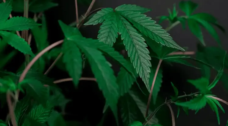 <strong>Tudo o que você precisa saber sobre o caule da maconha</strong>