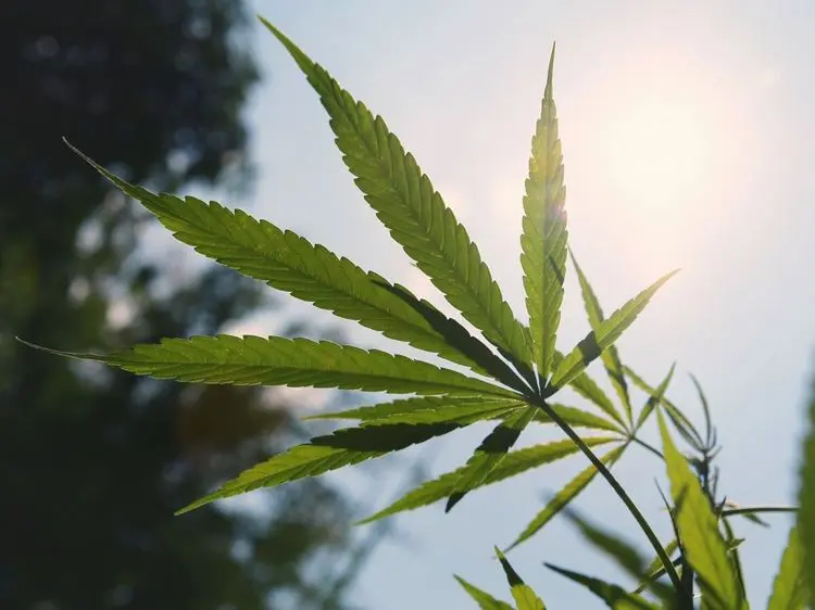 País europeu regulamenta cultivo de cânhamo, mas mantém restrições ao CBD