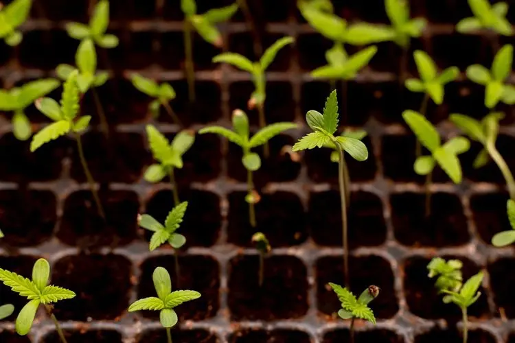 Inovação: estudo brasileiro transforma 14 sementes de cannabis em 4 mil mudas