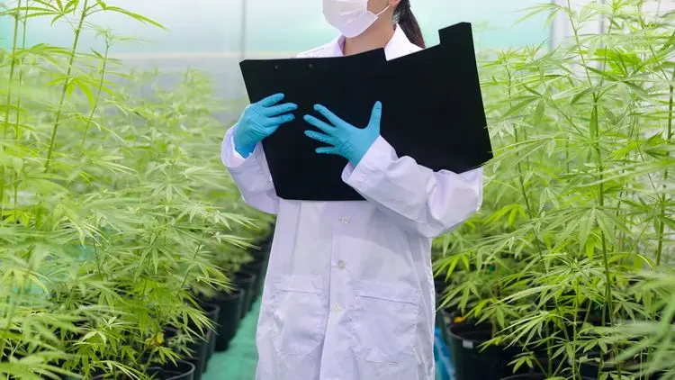A importância do grau farmacêutico de produtos à base de cannabis medicinal