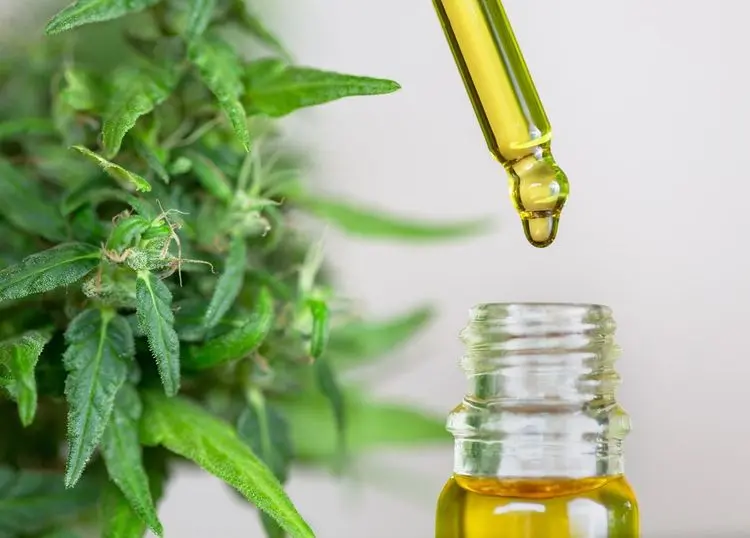 Áustria impõe nova taxa às flores de cânhamo – veja o impacto