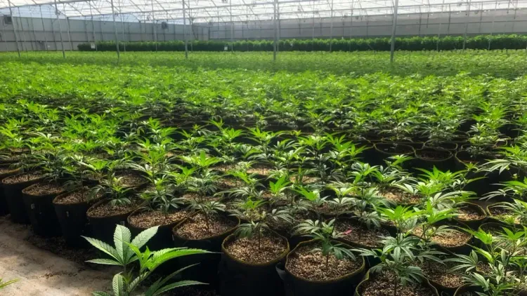 Viveiros de cannabis em NY: só 50 pedidos serão aceitos