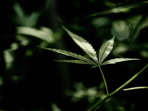 1º Encontro de Medicina Cannábica lleva el debate a Río Grande del Sur