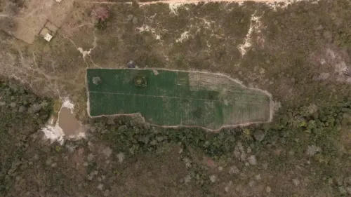 Imagem da noticia: O país que ainda destrói a cannabis: apreensão de 40 mil pés em MG