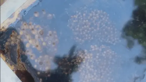 Imagem da noticia: Pesquisador de Embrapa presenta propuesta para productos de cannabis a partir del manejo de “abejas sociales” en la COP 30