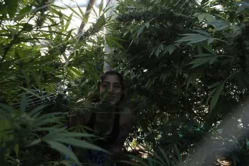 Imagem da noticia: Rio Grande do Sul Cannabis Association Creates Miniseries to Showcase Cannabis Cultivation Processes