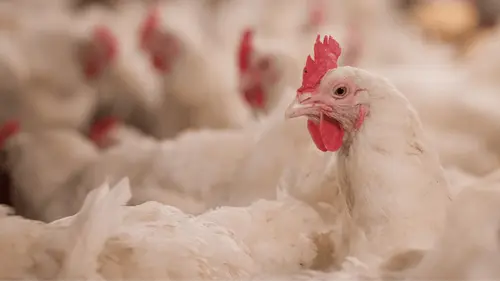 Imagem da noticia: Marruecos evalúa el uso de cáñamo en la alimentación de aves para reducir antibióticos