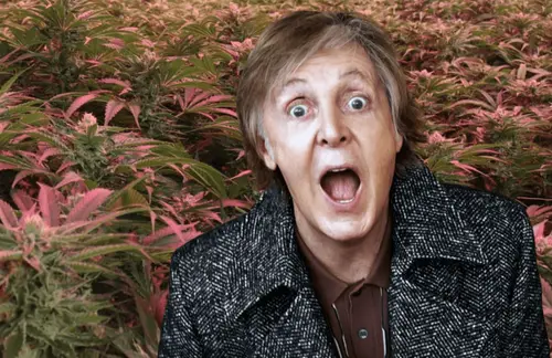 O jardim secreto de Paul McCartney: cânhamo, lúpulo e cerveja artesanal 
