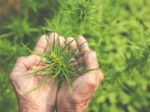 Cáñamo como agente en la regeneración y descontaminación del suelo