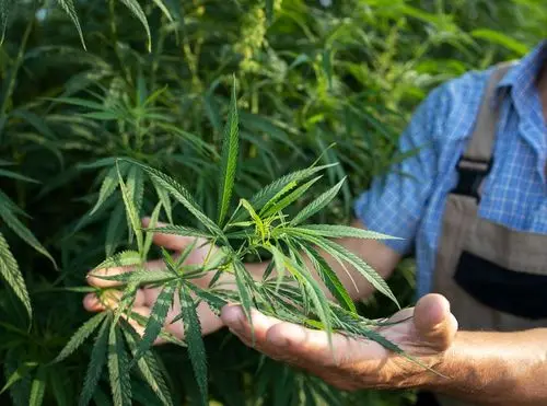 Saiba o potencial revolucionário do cânhamo, uma das plantas mais versáteis do planeta