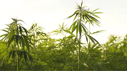 Planting hemp is betting on the future: experts point out environmental and economic benefits in Deusa Cast