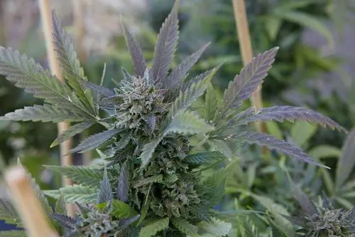 Cláudia Marin: una jornada de superación con la cannabis medicinal