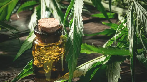 Especialista destaca importância de democratizar o conhecimento sobre a cannabis terapêutica