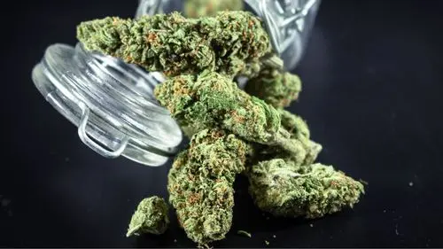 Government invests nearly R$ 400,000 to analyze impact of STF decision on marijuana possession