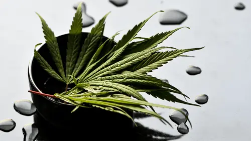 Estudio señala alivio sostenido de la depresión resistente con cannabis medicinal