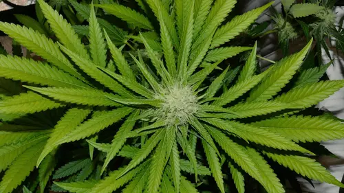 Cannabis medicinal en el tratamiento de la fibromialgia: evidencias clínicas y avance en el acceso al cannabidiol