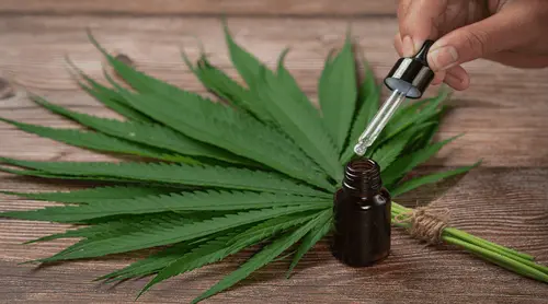 Paraguai avança rumo à legalização controlada da cannabis: um debate econômico e social