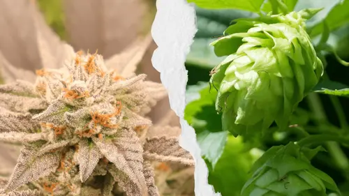 La verdad sobre el lúpulo y el cannabidiol