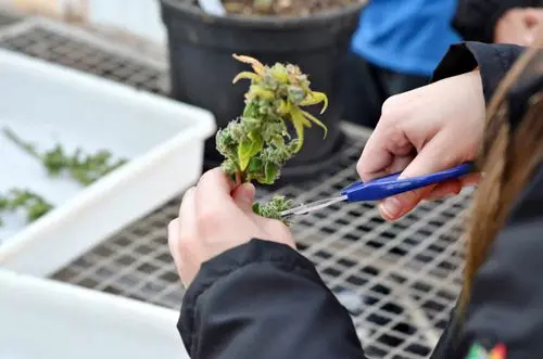 Imagem da noticia: Cannabis para uso veterinario: cultivo impulsa investigaciones y facilita el desarrollo de la cadena productiva de la planta