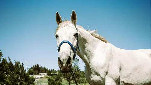 Imagem da noticia: Del dolor al alivio: cómo la cannabis apoya a mascotas y caballos