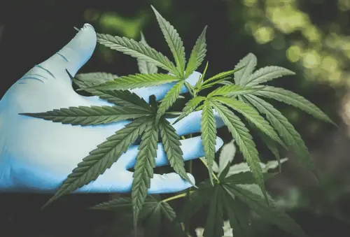 Como o mercado recreativo no Arizona pode impactar o medicinal
