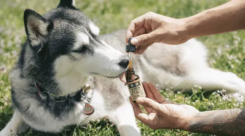 Cannabis medicinal avança na saúde animal e expõe urgência regulatória no Brasil