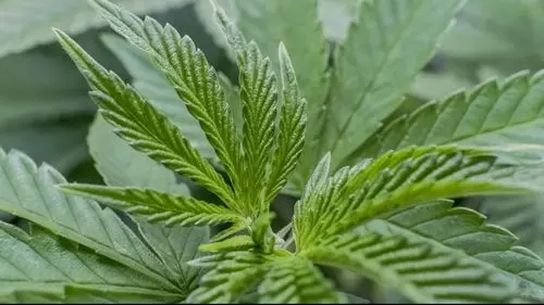 Cannabis e melatonina ajudam a reduzir dose de quimioterapia em pesquisa inédita