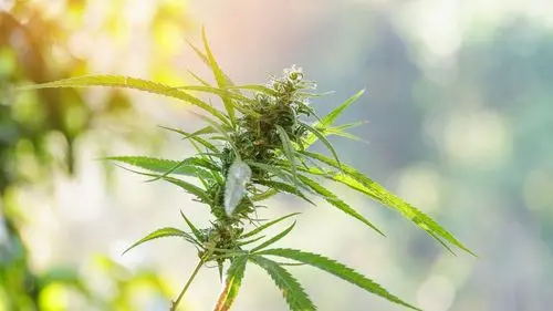 Imagem da noticia: Afinal, a cannabis é tão milagrosa assim? Entenda o que diz a ciência