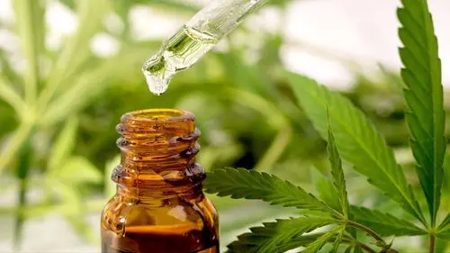 Cannabis medicinal na Bósnia: De que serve a lei se a receita não chega?