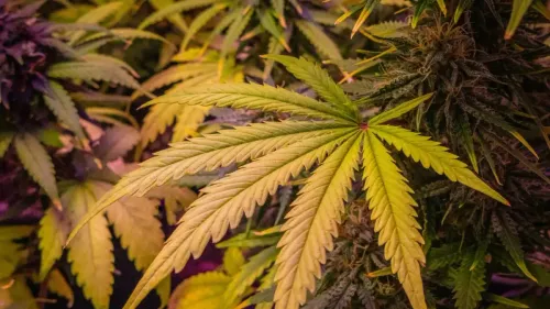 El uso de cannabis en la adolescencia sigue en descenso en EE. UU.