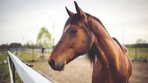 Imagem da noticia: Veterinaria explica cómo actúa la cannabis en el dolor y el comportamiento de los caballos