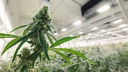 Cannabis em Nova York: por que a licença provisória ainda não permite abrir um dispensário