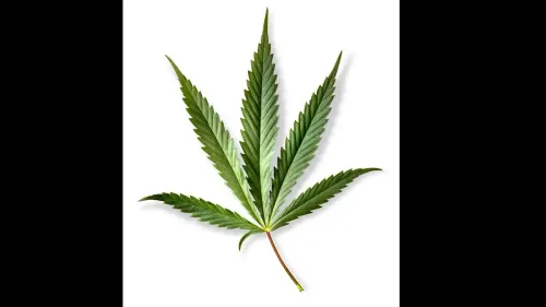 Workplace accidents and cannabis: the end of chronic pain?