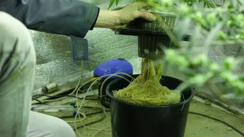 Raízes de cannabis: o potencial médico esquecido da planta