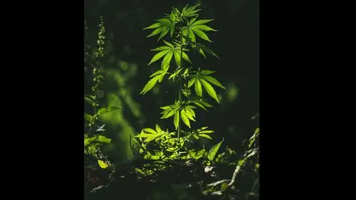 Qualidade, confiança e inovação: a proposta da Be Natural para a nova era da cannabis medicinal no Brasil