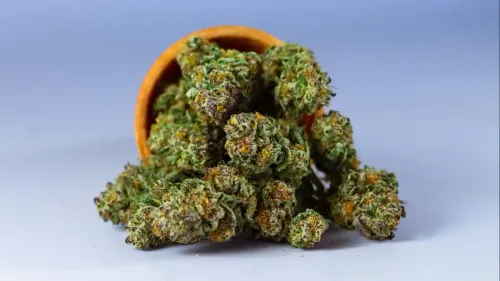 Imagem da noticia: Amnesia Haze: Origen, Efectos, Sabores y Guía de Cultivo