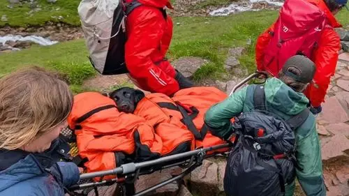 Imagem da noticia: Cadela é resgatada após suspeita de intoxicação por cannabis durante trilha no Reino Unido