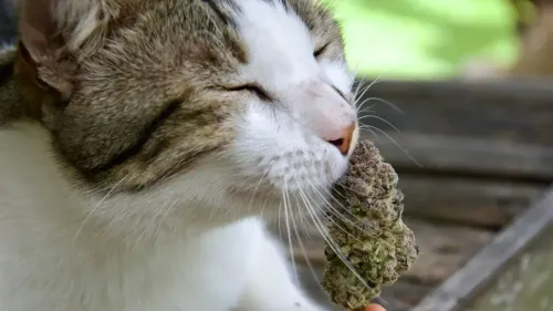 Cannabis na veterinária: Argentina aposta em uso controlado