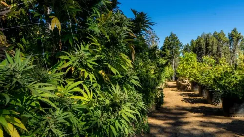 Lei agrícola dos EUA (Farm Bill) e a cannabis; entenda