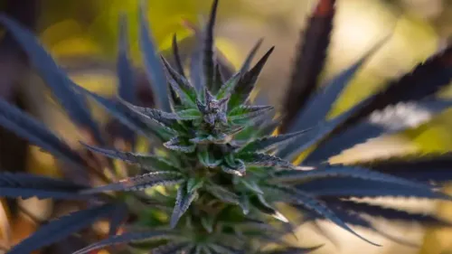 Imagem da noticia: Legalização da cannabis nos EUA movimenta empregos no campo